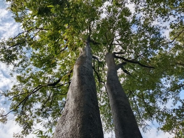 石碇南港區深按頭山+深按頭西峰+三層崎山+灰窯山+土庫岳東峰+土庫岳+山豬窟尖+更寮腳山+大豐山2976880