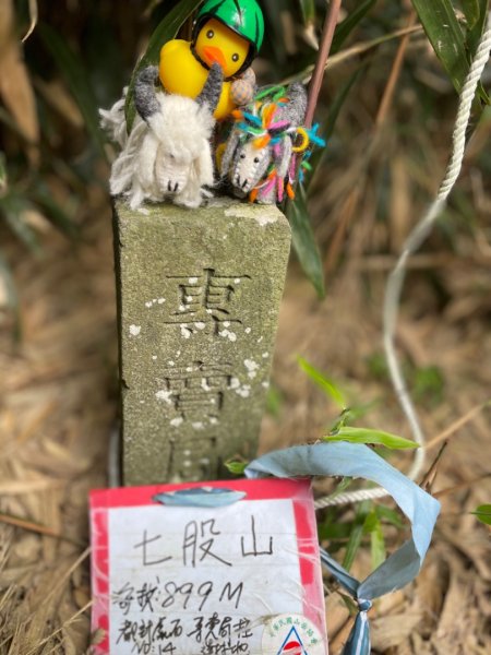 陽明山之美💙擎天崗--大油坑-挑硫古道2515252