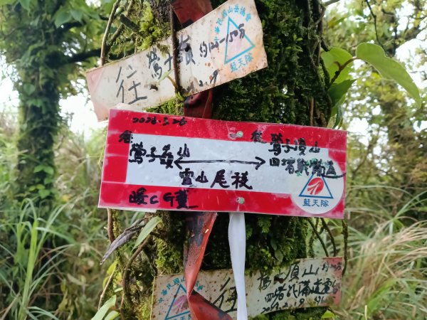 雙溪區鶯子頂山-950峰-鶯子嶺去回3033908