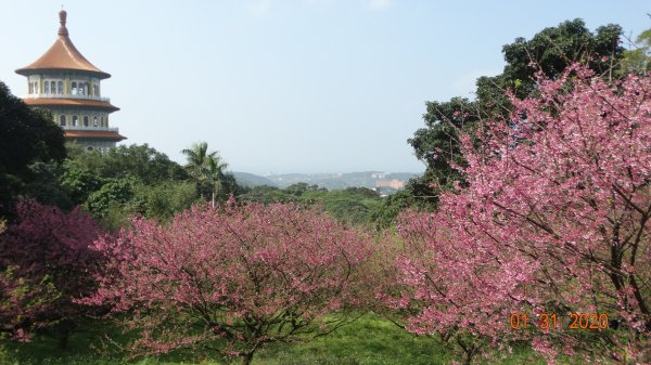 追花是簡單的快樂，賞花是恬淡的幸福3819031