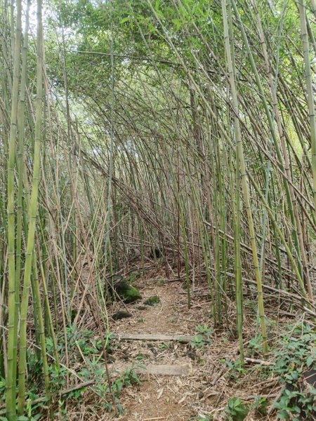 微笑山線之望月亭段2849016