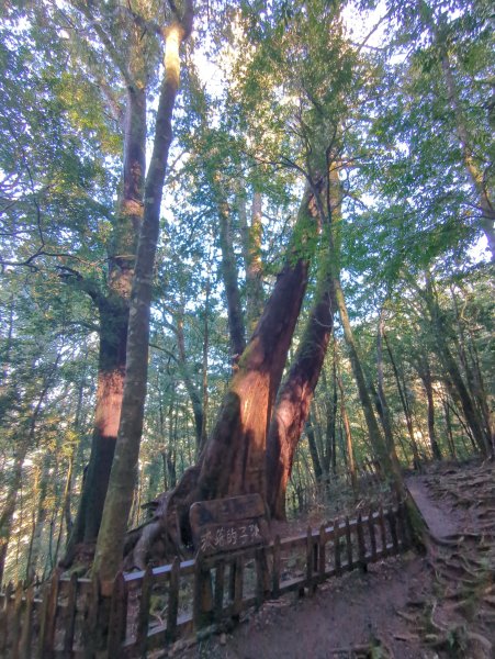 2026.01.03－鎮西堡B區神木群2981150