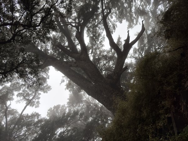 20250110 庫哈諾辛山(進涇橋登山口)2686258