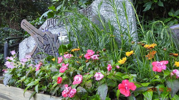 追花是簡單的快樂，賞花是恬淡的幸福。2/282045051