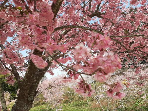 櫻花樹下的浪漫〡千櫻園874717