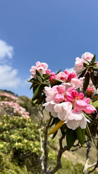 合歡東峰、小奇萊賞玉山杜鵑2542845