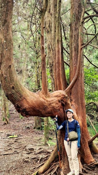 【中級山】五星級步道，谷關七雄馬崙山（八壯士進，斯可巴出）2744978