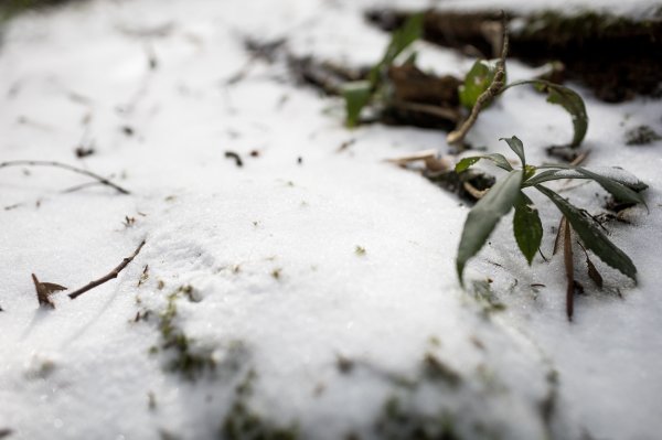 【塔曼山】雪季的糖霜白雪森林1234617