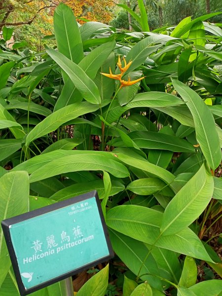 【南山神壽任務尋寶趣】徜徉台北植物園步道1575642