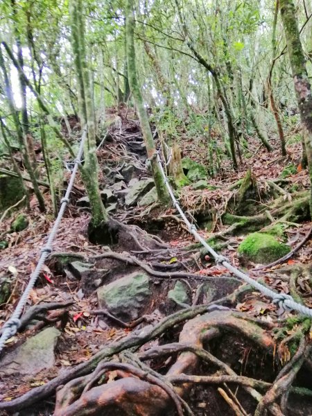 優美林相森林浴~橫嶺山自然步道x橫嶺山938336