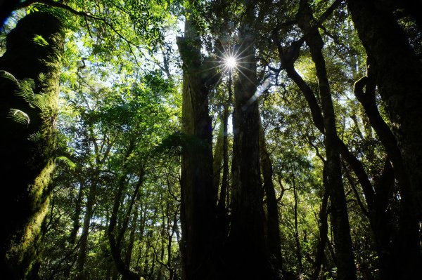 桃園 復興 把家灣山、低陸山2865369