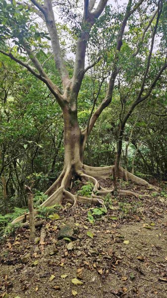 2025050151梗枋山-橋板湖山2774845