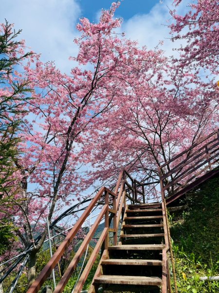 桃園 復興 巴陵 恩愛農場3011860