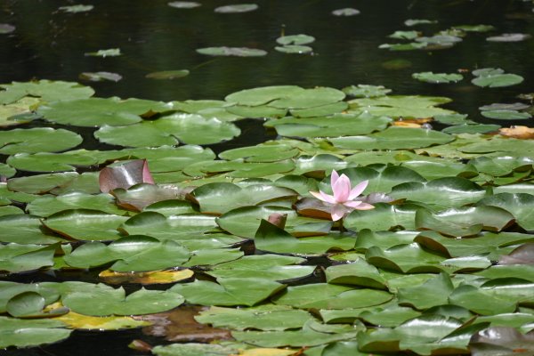 2025_0712 福山植物園2836333
