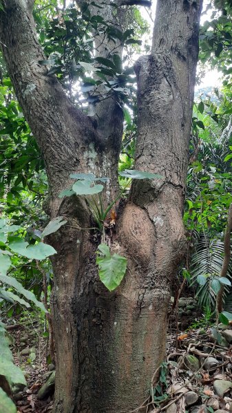 《南投》峰峰相連｜草屯九九峰森林步道O型202509062879267