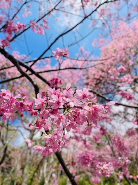 復興鄉悠然秘境櫻花🌸林野餐🧺2723008
