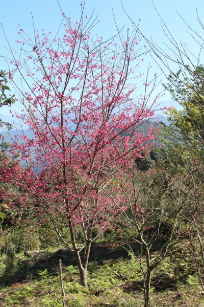 20210206高雄二集團山及櫻花公園1262862