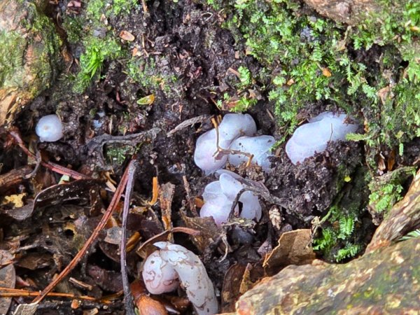 橫嶺山／沙蓮山／笛吹山O繞2787679