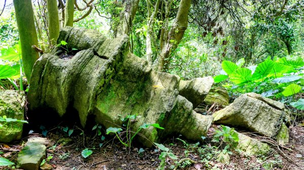 微笑山線百年大榕樹段2848415