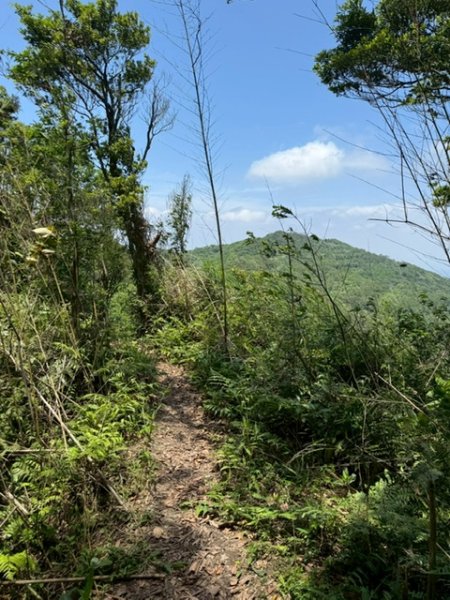 20250502 安坑七山2775090