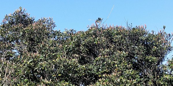 大屯自然公園，菜公坑山，巴拉卡山，逛逛趣1275502