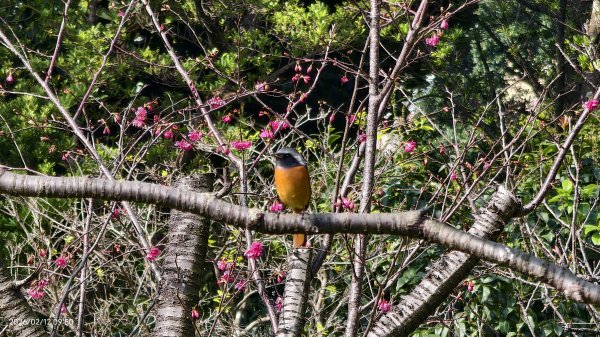 #河津櫻 #八重櫻 #山櫻花 #黃尾鴝 #綠繡眼 #夕陽 2/122997668