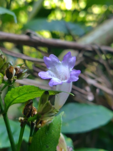 唐麻丹山 蝴蝶谷2918863