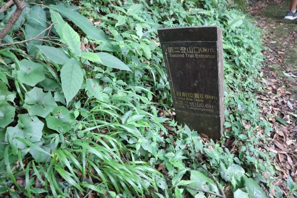 陽明山  菜公坑山 反經石   水車寮步道。林木蓊鬱  豐富的蕨類植披，絕佳避暑古道2174067