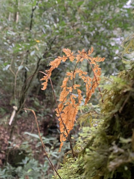 20251220嘉義凸龜山-芙蓉山-天福山2973846