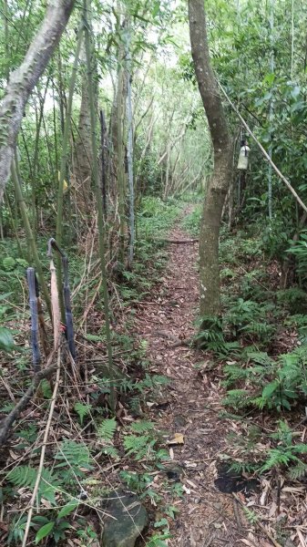 20250607 新竹竹東三山(樹杞林山 - 新具庄山 - 員崠子山)  O型2809044