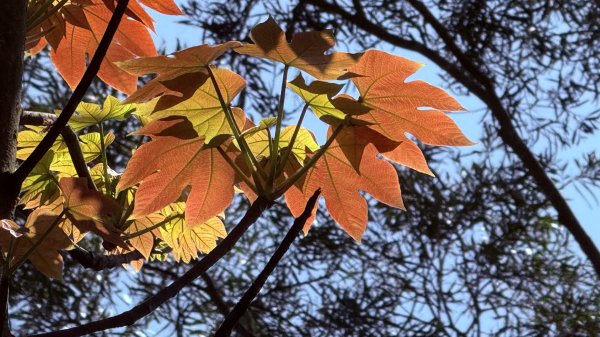 土城太極嶺|五城山|文筆山|峯花雪月2742837