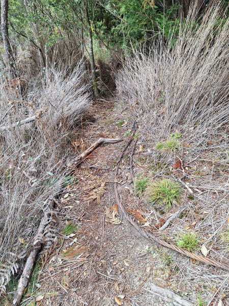 觀霧之榛山O型202411232653909