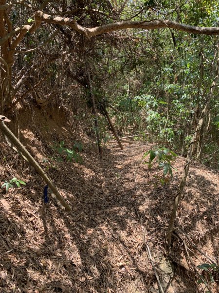 20250503屏東南和山2781484