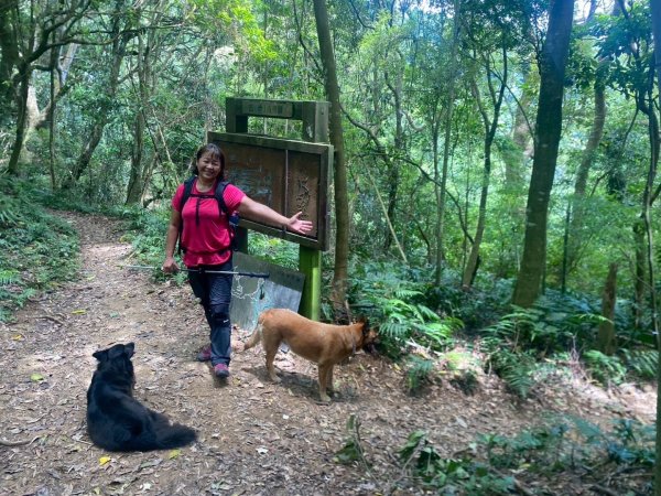 苗栗縣獅潭鄉鳴凰古道O型縱走2803666