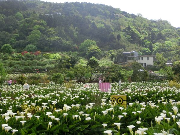 竹子湖海芋季300824