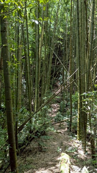 鳳凰山步道（溪頭）2838220