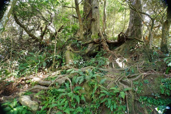 新竹 尖石 貴妃山、那結山2913613