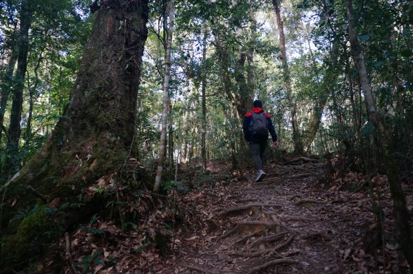 金柑樹山、忘憂森林步道1981053