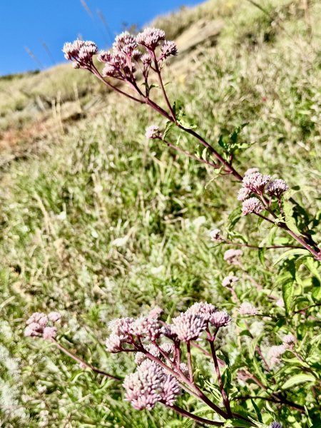 合歡東峰散步趣  2025.10.152923076