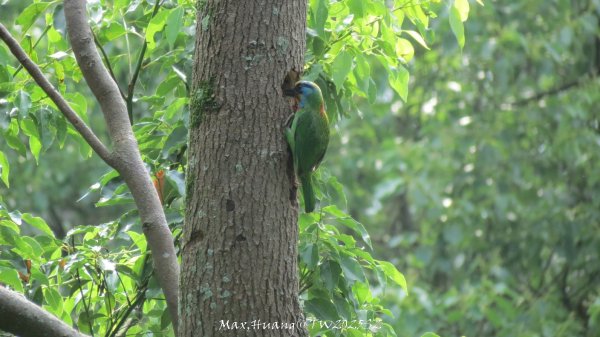 《苗栗》桐花茶園｜四月雪小徑登慈濟山三義山202504272771199