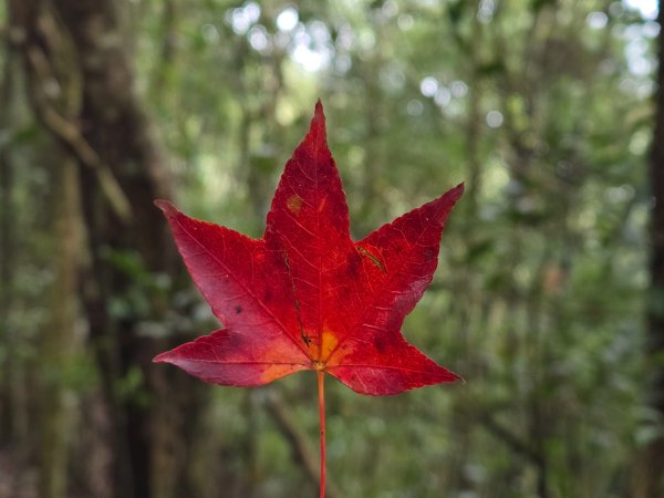 馬那邦山之雲海／雲瀑／楓紅／太陽琉璃光2676346