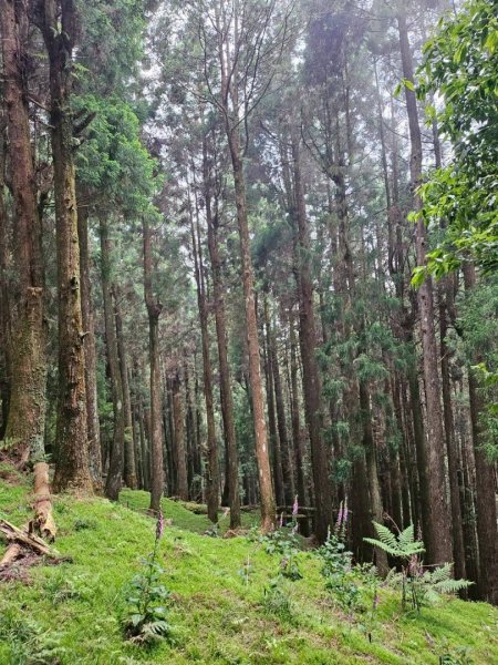 20260528特富野古道舊水山鐵道上北霞山連走東水山、兒玉山3064954