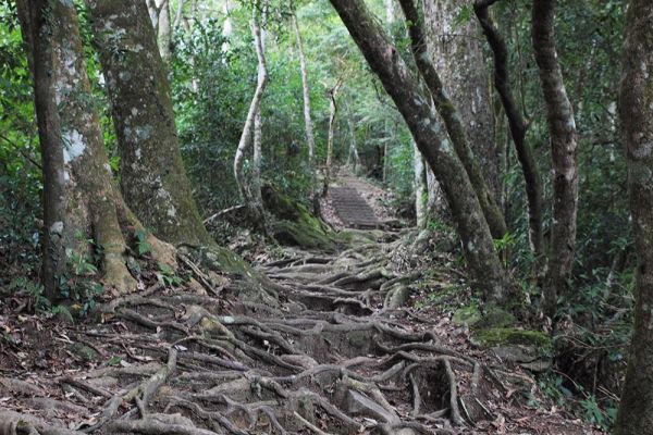 馬那邦山(珠湖線來回)375051