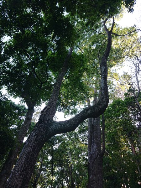 唐麻丹山2790155
