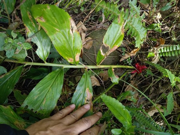 植物照片雞籠山九龍山大凍山2395707