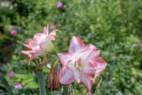 礁溪 五峰旗-跑馬古道3029600