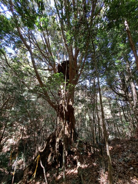 小出山(惠蓀林場上)202304162118309