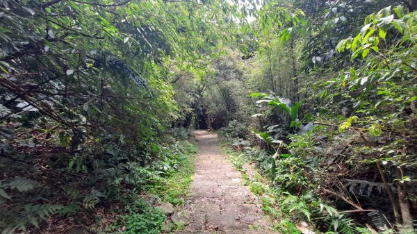 20240305坪頂古圳-登峰圳-內雙溪古道-瑪礁古道-大崎頭步道O繞2447162