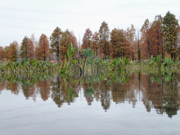 泰安秘境賞落羽松1231277