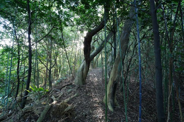 新竹 竹東 柯子湖山、尖山2613903